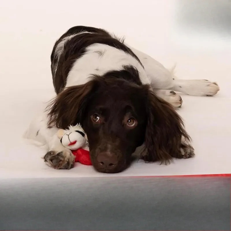 6" Lamb Chop Squeaky Dog Toy